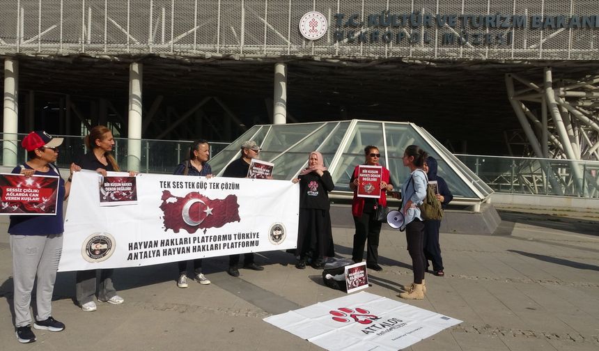Güvercin ölümlerini durdurmak için sonar sistemi kurulacak