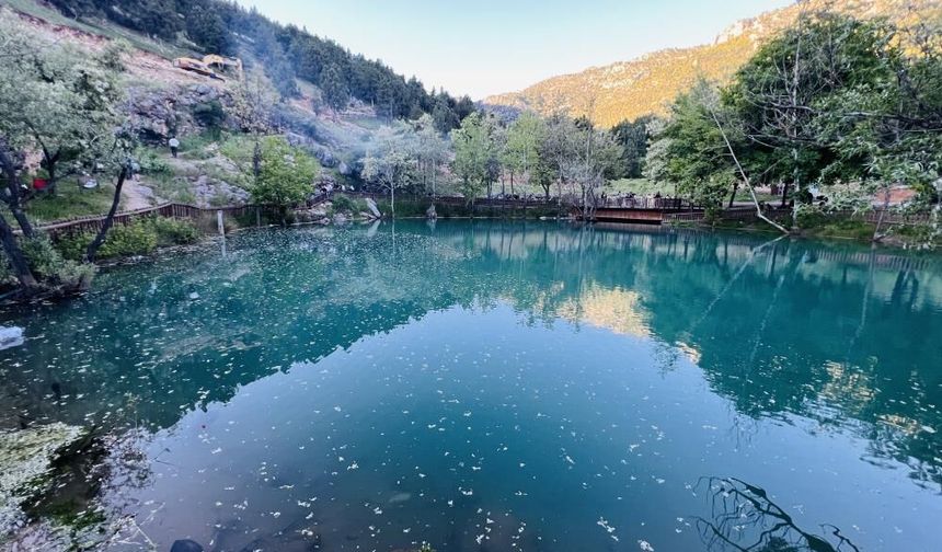 Kahramanmaraş’ta "Yeşilgöz" göz kamaştırıyor