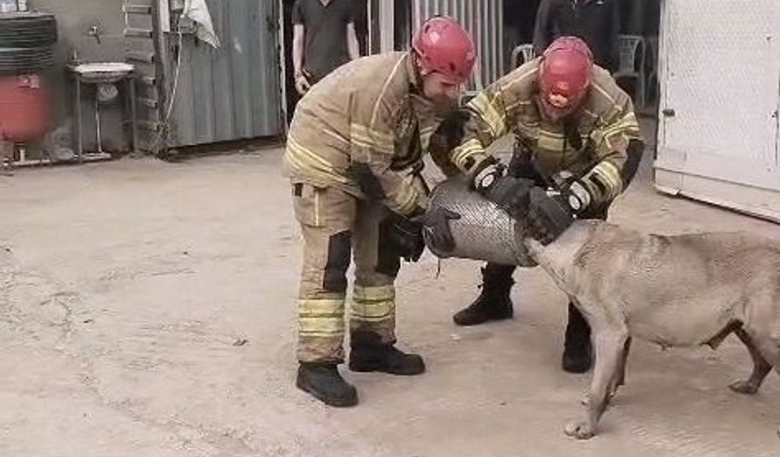 Hava filtresine sıkışan köpek itfaiye tarafından kurtarıldı
