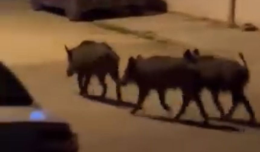 Domuz sürüsü yiyecek için mahalleye indi