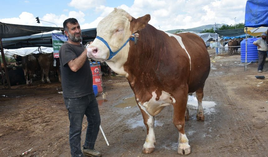 1 ton 250 kiloluk “Haso Ağa” 480 Bin TL’ye satıldı