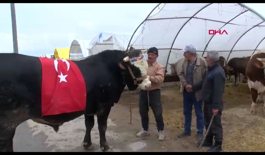 1 ton ağırlığındaki boğa 420 bin TL'ye satıldı