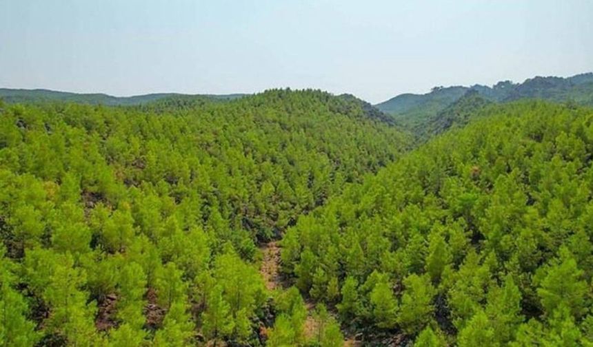 Mersin’in de aralarında bulunduğu 24 ilde orman sınırı kararı