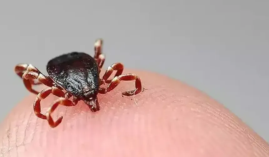 Kene çıkarma hataları tehlike saçıyor