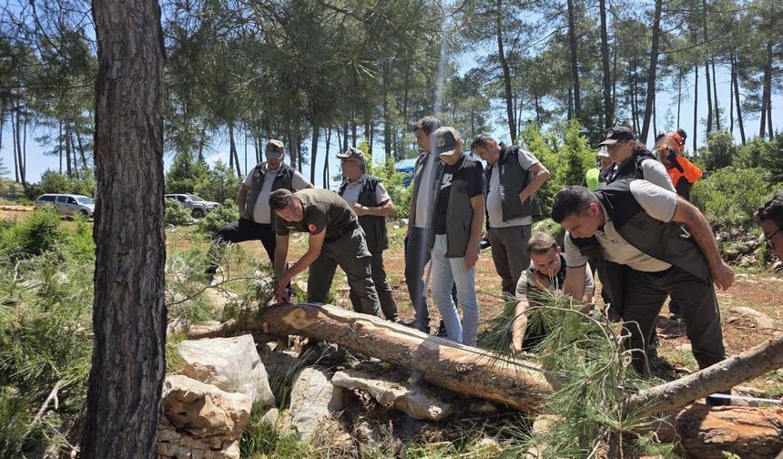 Orman Bölge Müdüründen ormancılık faaliyetlerine denetim