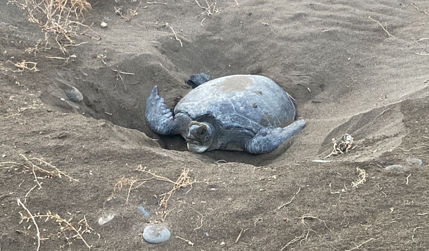 Caretta Carettalar Mersin kumsallarına geri döndü