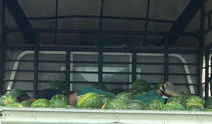 Karpuzlar arasında gülümseten uyku