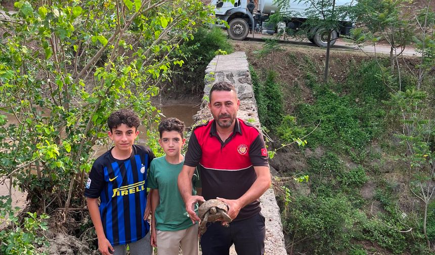 Çamura saplanan kaplumbağayı itfaiye kurtardı