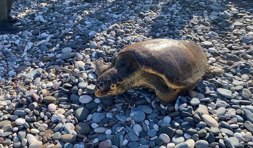 Tedavisi tamamlanan Caretta Caretta bir yıl sonra denizle kavuştu