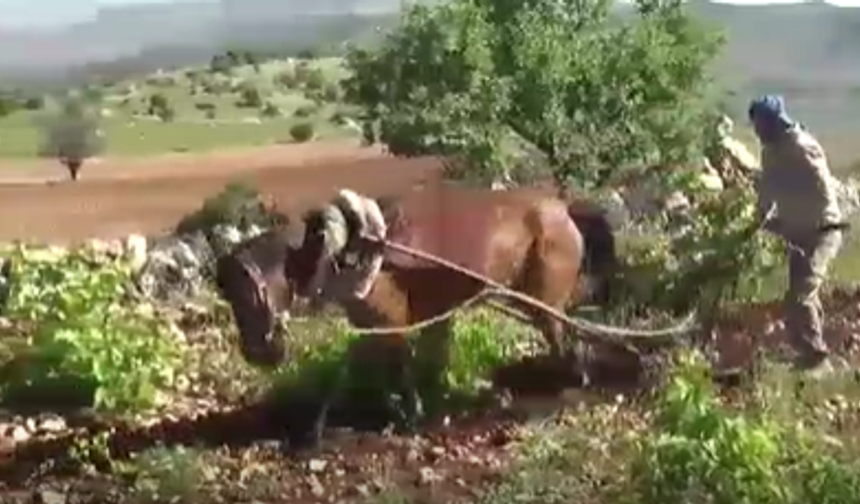 100 yıllık Dik yamaçlarda atlı çift gelenek