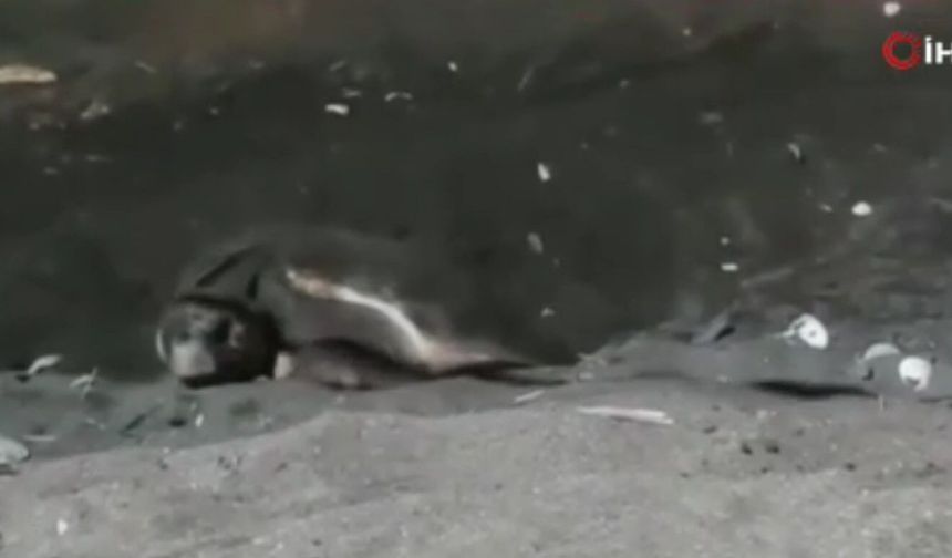 Erdemli sahilinde ilk kez Caretta Caretta yuva yaptı