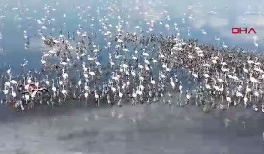 Flamingo Cenneti Tuz Gölü'nde 5 bin yavru kuluçkadan çıktı