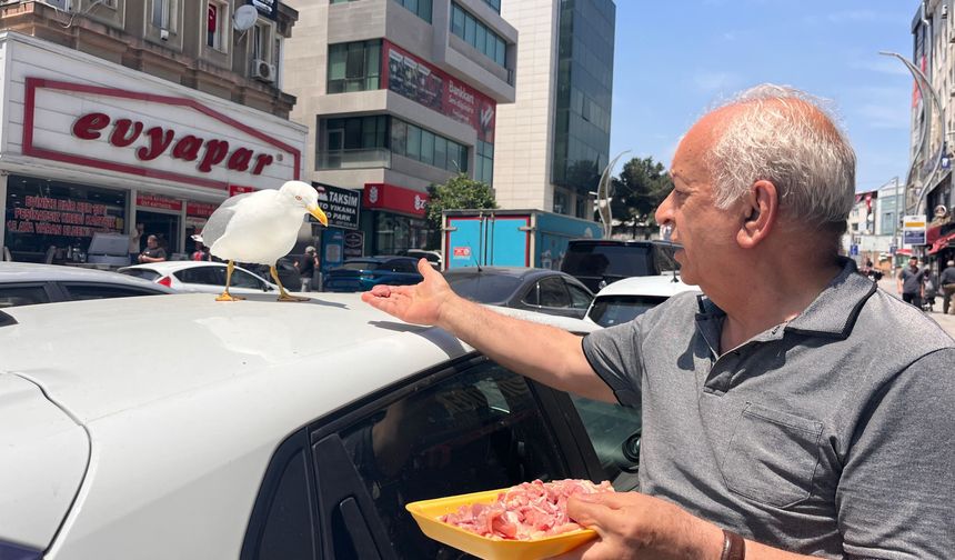 Martı ‘Pamuk’ esnafın maskotu oldu