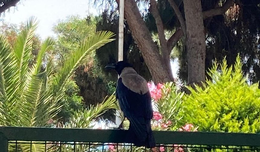 Mersin'de karganın ağzındaki taş park halindeki aracın üzerine düştü
