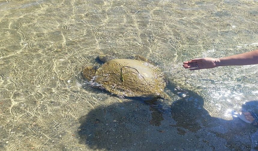 Sahilde ölü caretta caretta bulundu