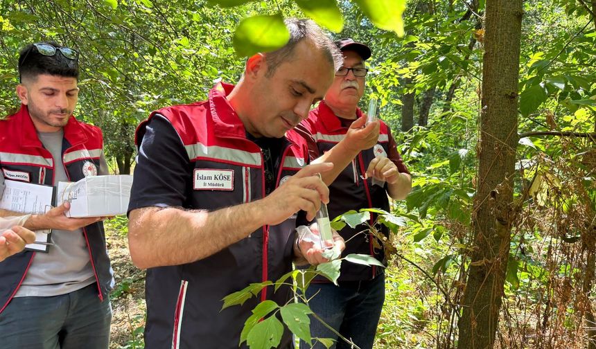Edirne'de ‘kahverengi kokarca’ya karşı doğaya 728 ‘samuray arıcığı’ salındı