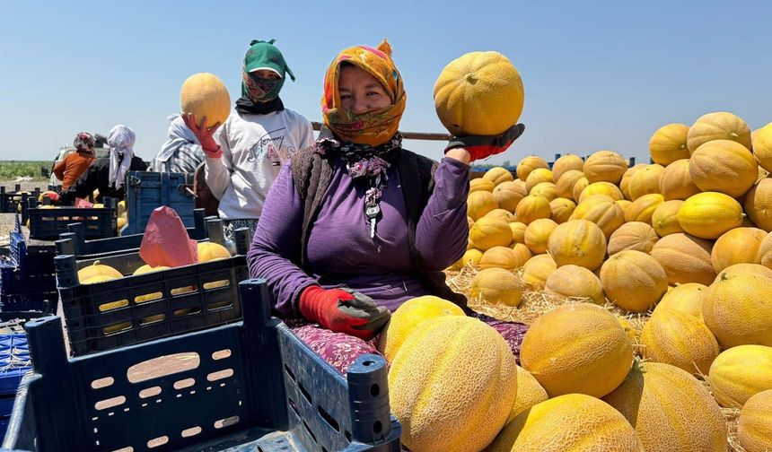 Lezzetiyle öne çıkan Kırıkhan kavunu tezgahlara iniyor