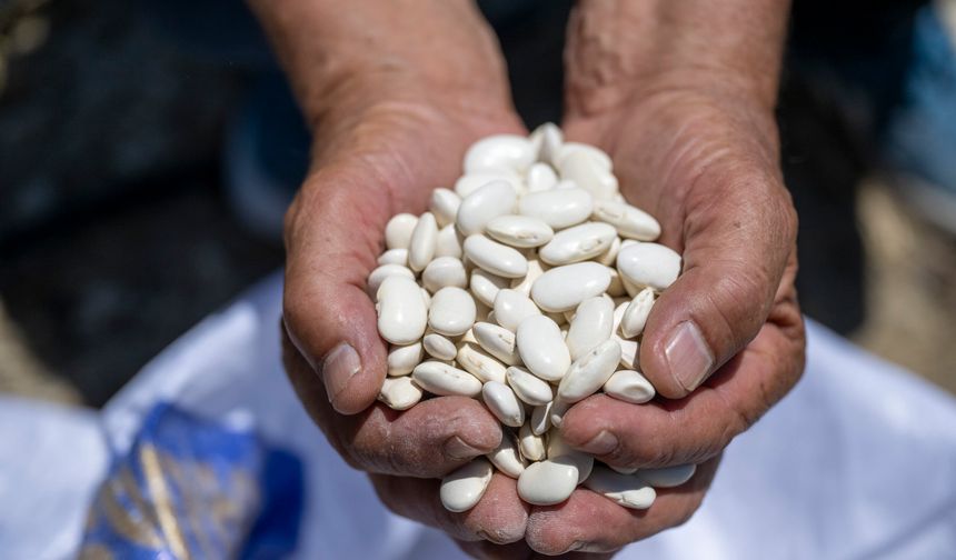 Büyükşehir’den leklek fasulyesine destek sürüyor