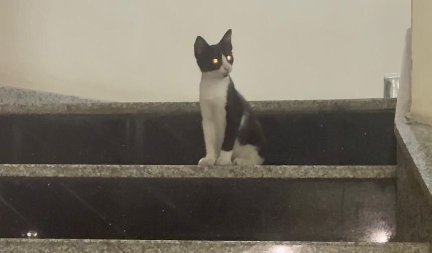 Sıcaktan hastaneye sığınan minik misafir ilgi odağı oldu