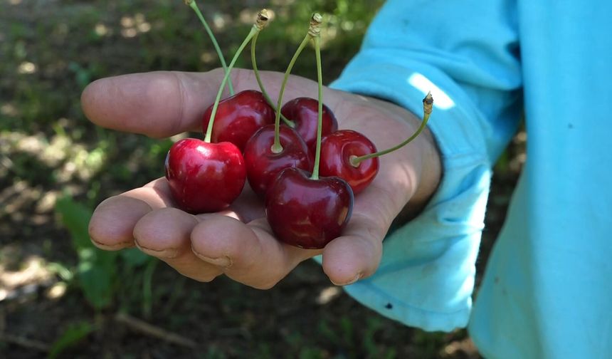 Kirazda rekor hasat, fiyatlar üreticiyi memnun etmedi