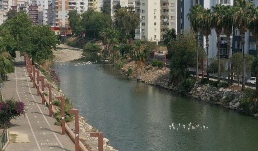 Mersin’in kuş cennetinde ördekler kurtarılmayı bekliyor
