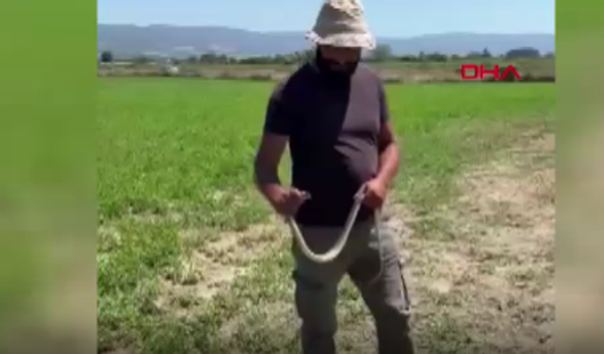 Yılana uzanan şefkatli el