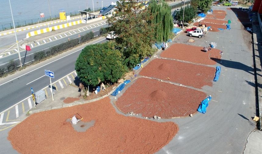 Sahil yolu kenarında fındık kurutma mesaisi