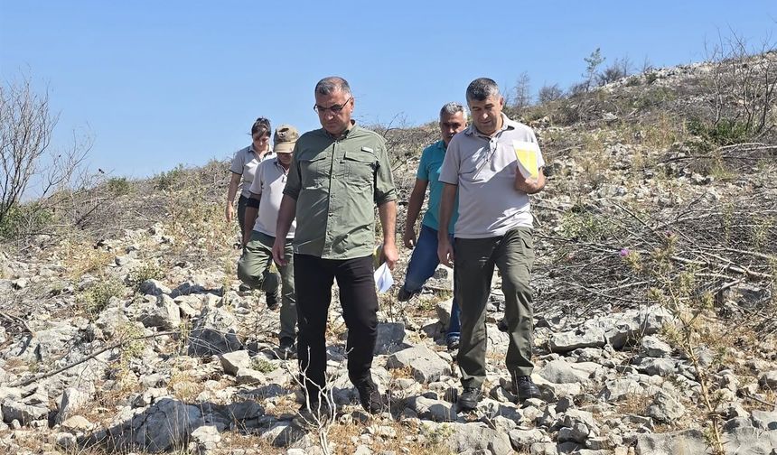 Yanan sahalar yeniden hayat buluyor
