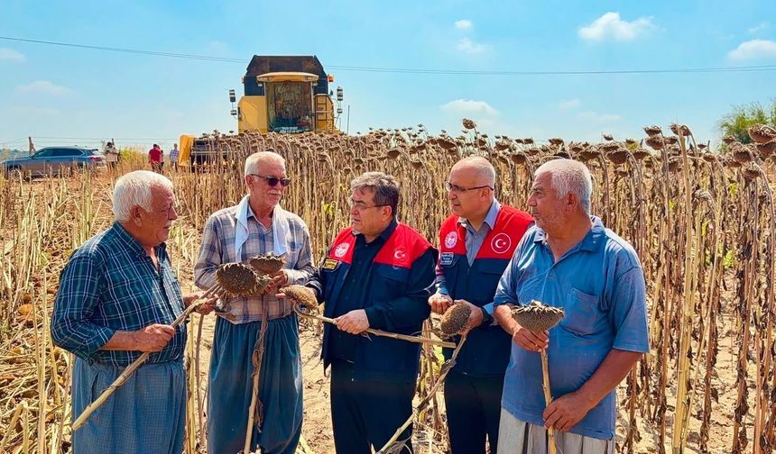 Ayçiçeği rekoltesi yüzleri güldürüyor