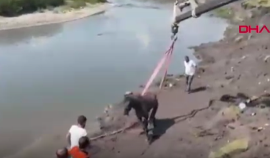 Çamura saplanan at ekipler tarafından kurtarıldı