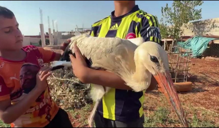 Yorgun düşen leyleğe 12 yaşındaki Mahmut sahip çıktı