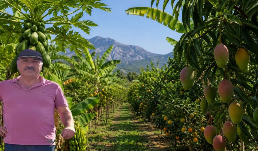 Narenciyede tropikal dönüşüm hızlanıyor