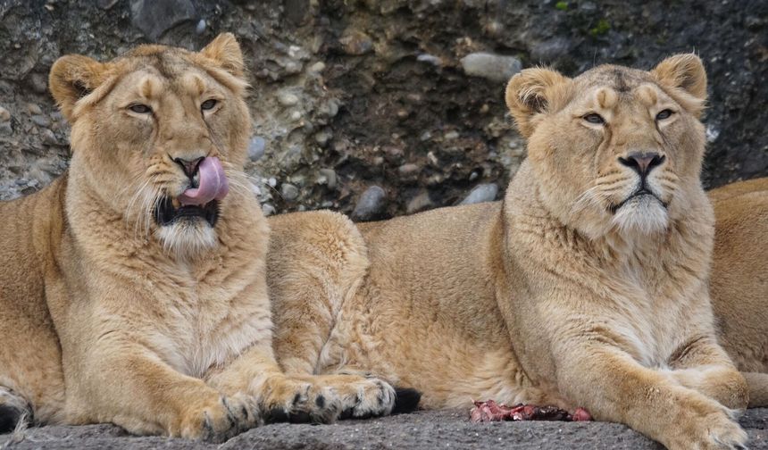 Sıcaklar can aldı: 3 aslan hayatını kaybetti