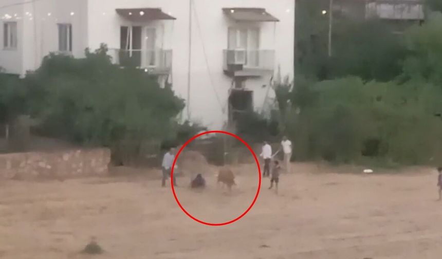 İnek kaçtı peşinden koşan sahibi yere kapaklandı