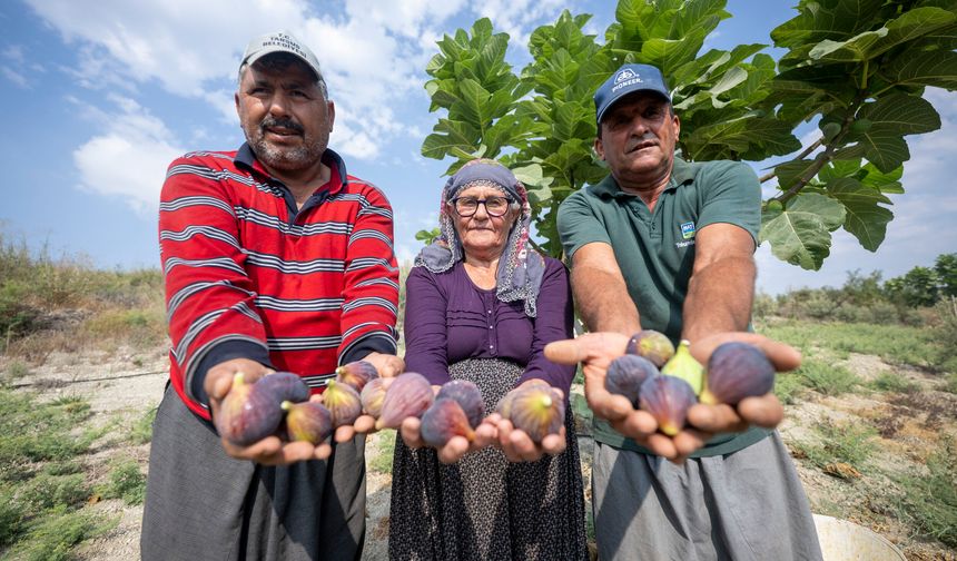 İhraçlık siyah incir hasadı başladı