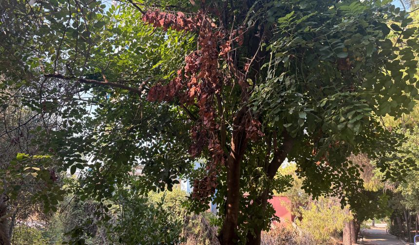 Mersin’de kavurucu sıcaklar bitkileri yaktı!