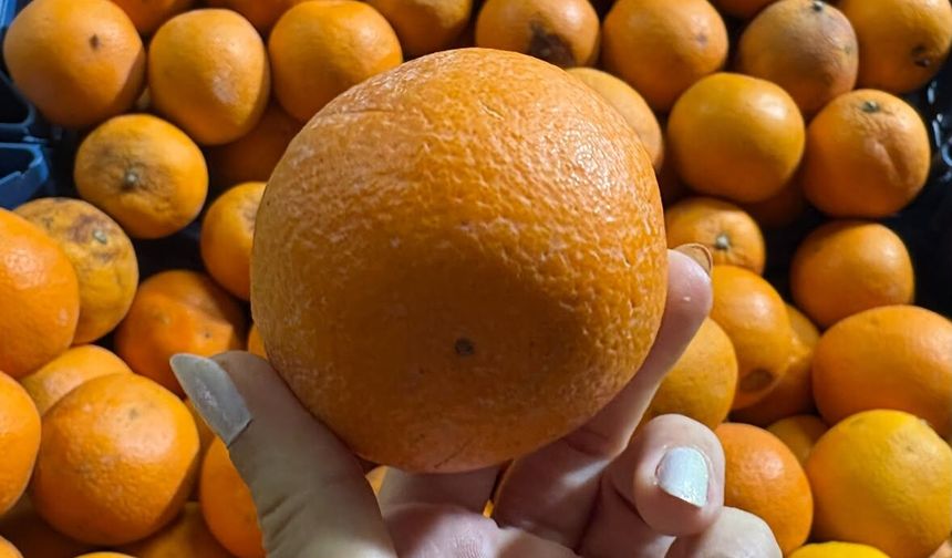 Narenciye üreticisi sezona umutsuz başladı