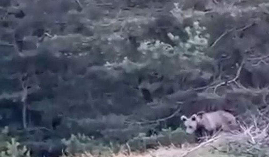 Çoban'ın karşısına ayı çıktı