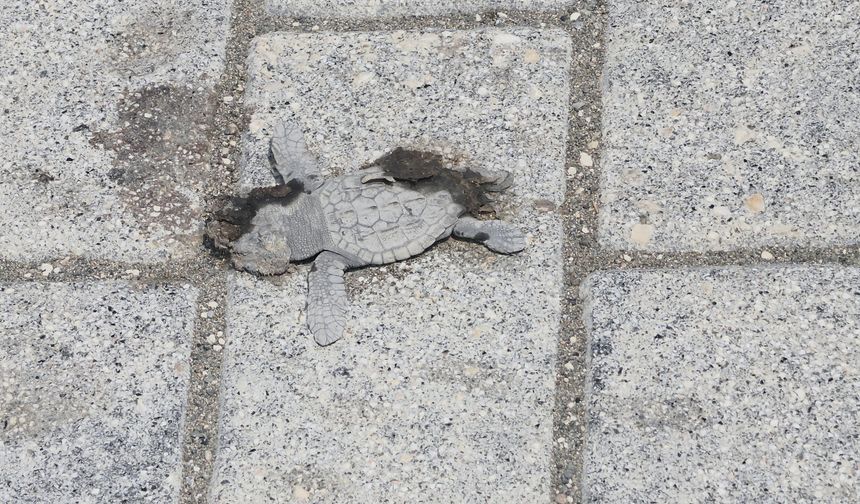 Yaklaşık 40 yavru deniz kaplumbağası araçların altında öldü