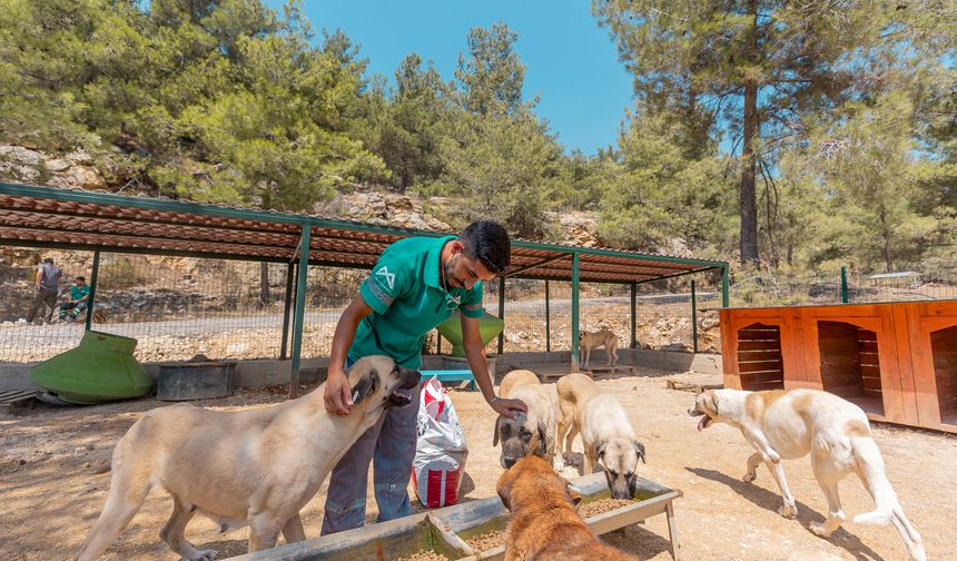Mersin’de 2 yılda binlerce köpek ile kedi kısırlaştırılarak sahiplendirildi