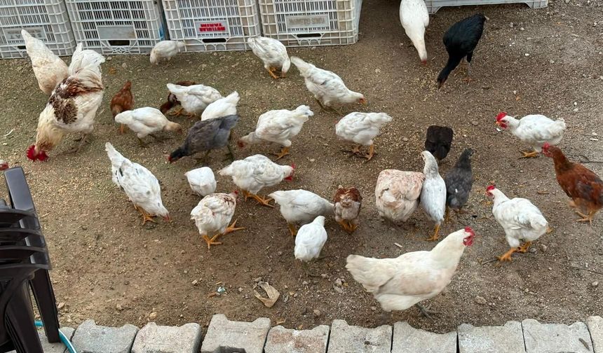 Yaz sıcakları yumurta verimini düşürdü