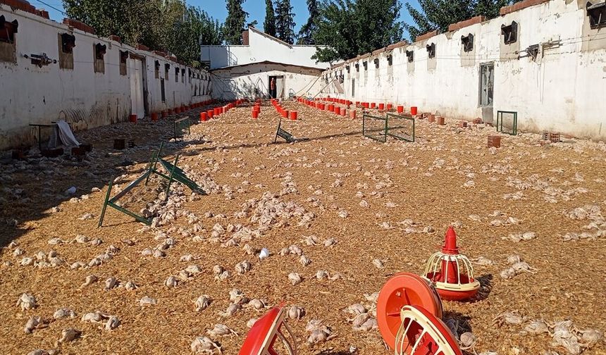 Adana'da hortum felaketi: 20 bin civciv telef oldu