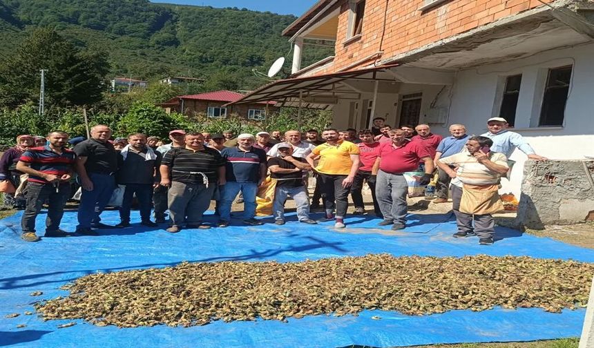 Mahalleli, hayatını kaybeden kardeşlerin fındığını topladı