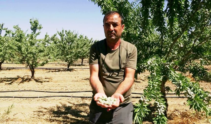Hobisi 400 dönümlük badem bahçesine dönüştü