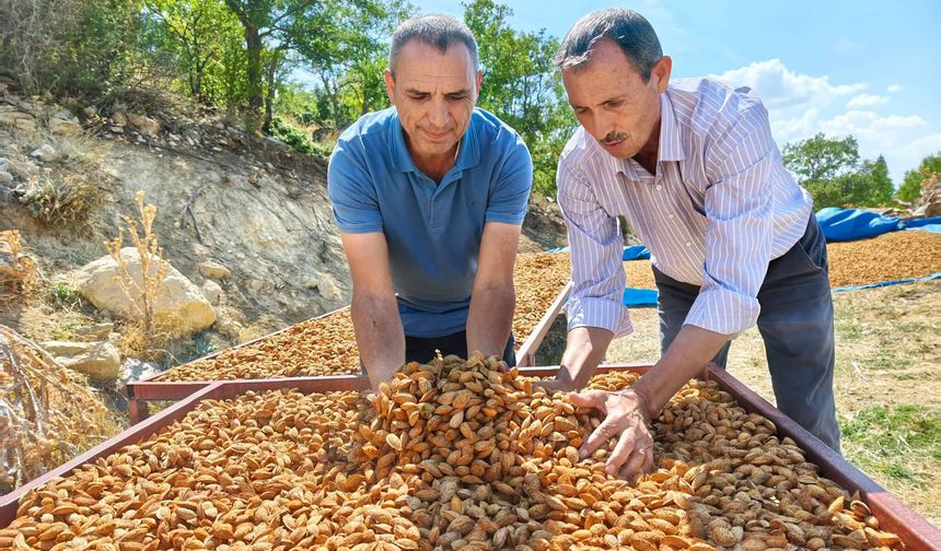 Silifke’de badem hasadında üreticiye destek
