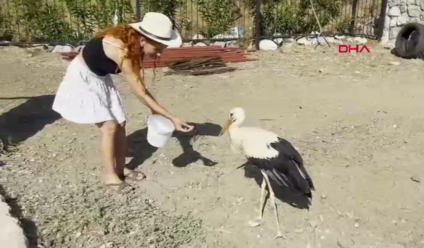 Siteden ayrılmayan leyleği balık ve etle besliyorlar