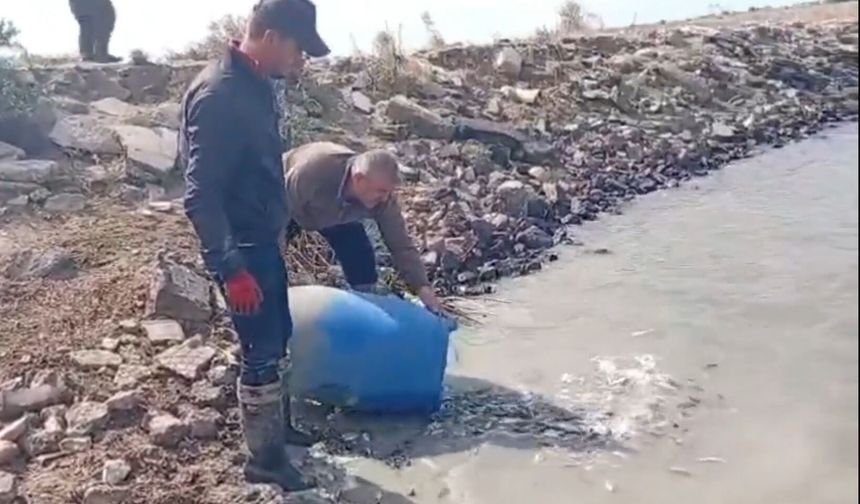 Sulama kanallarında mahsur kalan balık göletlere taşındı