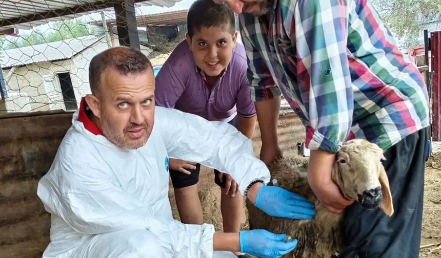 Koyun ve keçi vebasına karşı bağışıklık kalkanı