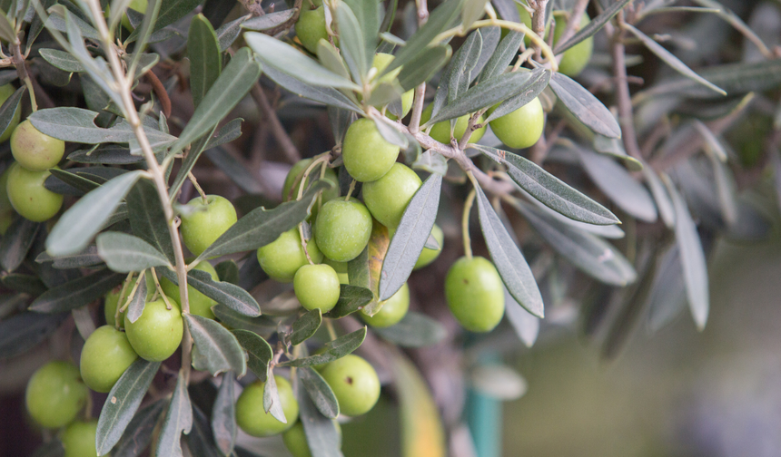 Tarsus’ta zeytin hasadı başladı