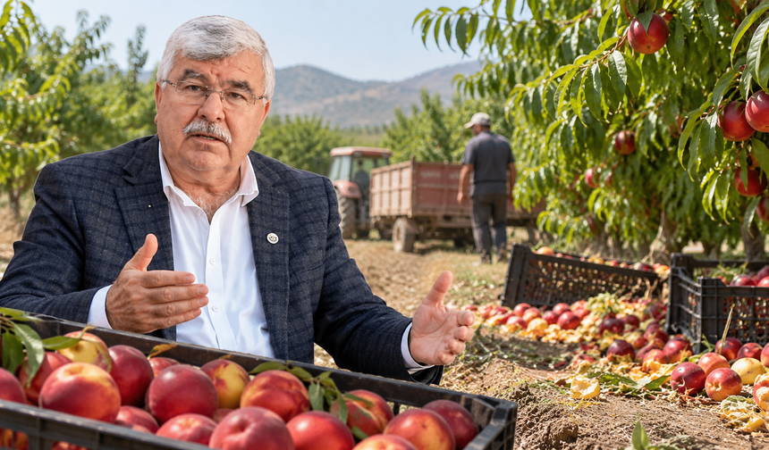Ürün tarlada kaldı, üretici maliyetine satış yaptı